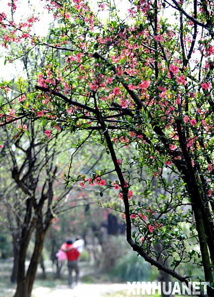 Китайские яблони, цветущие ранней весной 