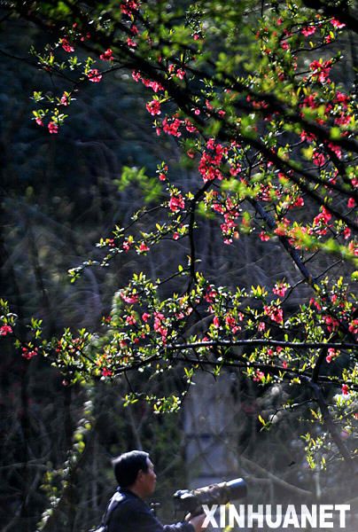 Китайские яблони, цветущие ранней весной 