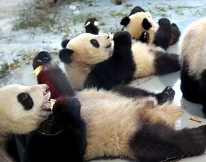 ЭКСПО-панды пробуют свежие побеги бамбука