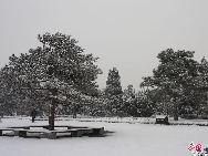 14 марта в Пекине шел сильный снег. Пекинский ботанический сад стал белоснежным миром.