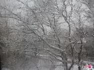 14 марта в Пекине шел сильный снег. Пекинский ботанический сад стал белоснежным миром.