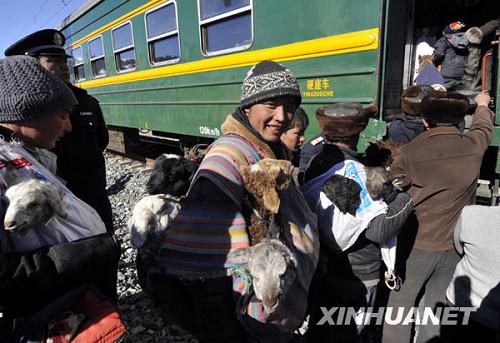 Десятки тысяч голов скота в Синьцзяне были перевезены на поезде