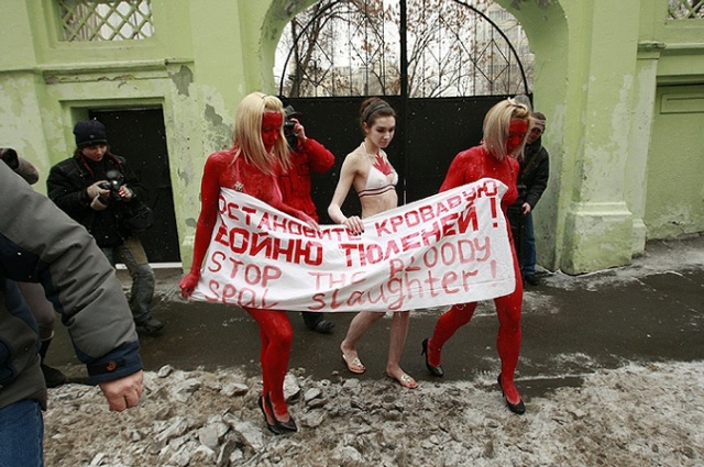 Не взирая не холод, перед посольством Канады в России три русских девушки в купальниках выразили протест против решения канадского правительства, разрешившего охоту на тюленей.
