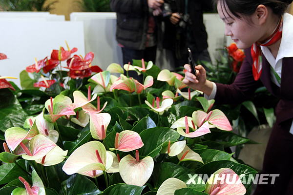 В Шанхае представлен сорт цветов под названием «Китайский красный», посвященный ЭКСПО-2010
