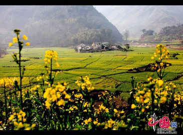 Расцветающие весной цветы рапса в провинции Аньхой