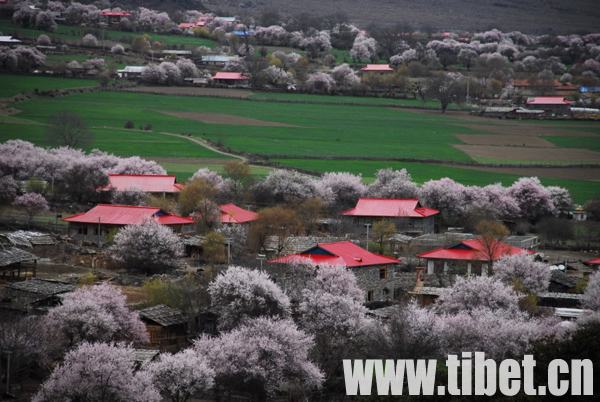 «Мир персиков» - уезд Боми в Тибете