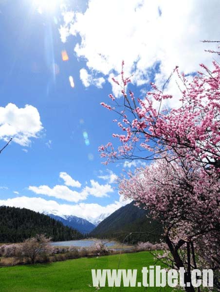 «Мир персиков» - уезд Боми в Тибете
