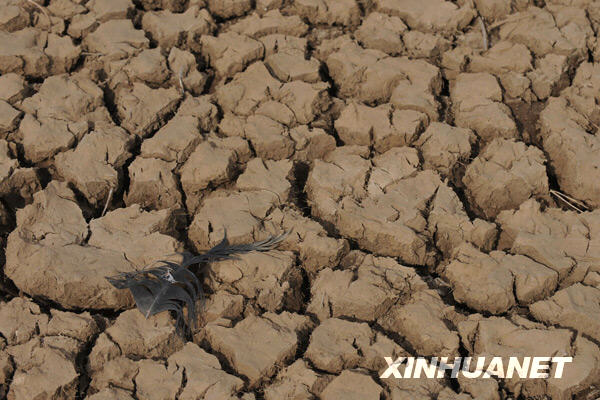 От сильнейшей засухи в провинциях Юньнань, Сычуань, Гуйчжоу, Гуанси-Чжуанском автономном районе и городе центрального подчинения Чунцин /Юго-Западный Китай/ страдают более 5,2 млн га леса. Прямой экономический ущерб оценивается в 10 млрд юаней /1 долл США = 6,83 юаня/. 1