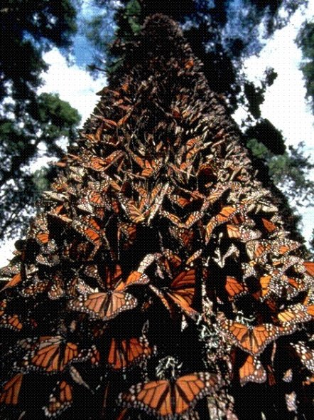 Бабочки данаида-монарх