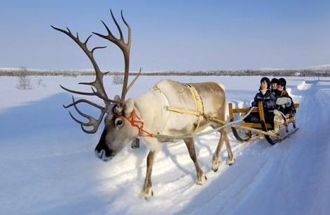 Северные олени