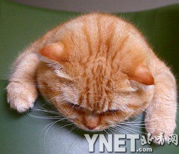 Забавные фотографии спящих кошек