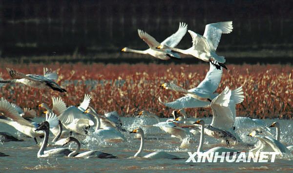 Водохранилище Саньмэнься – место обитания лебедей 