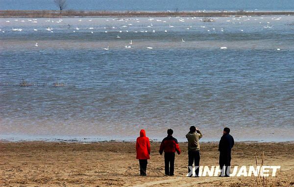 Водохранилище Саньмэнься – место обитания лебедей 