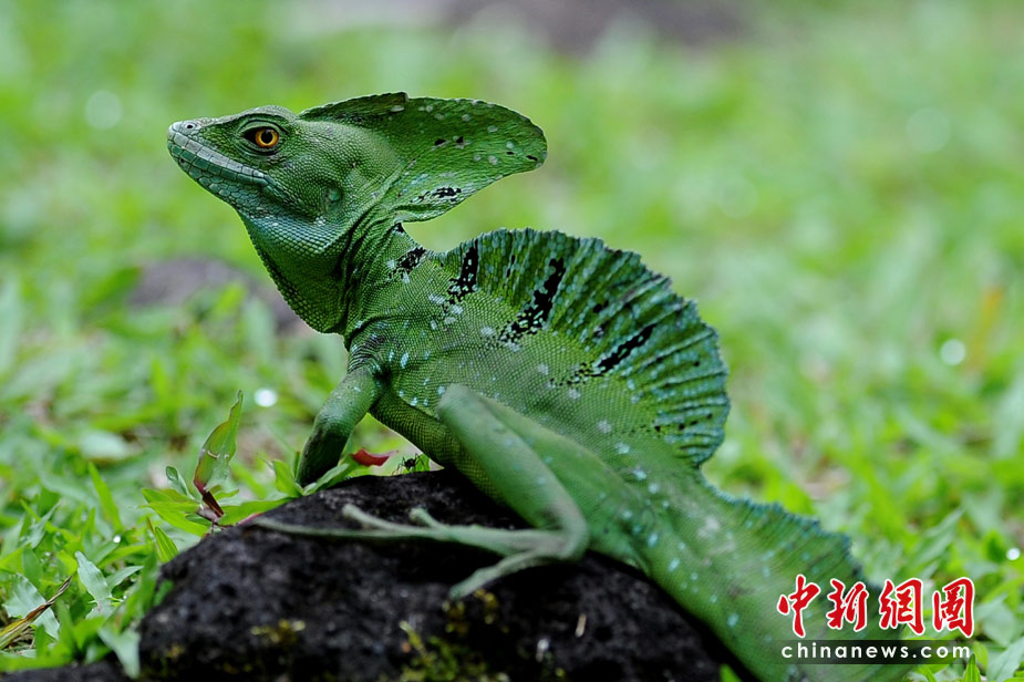 Симпатичные животные в тропических лесах Коста-Рики 