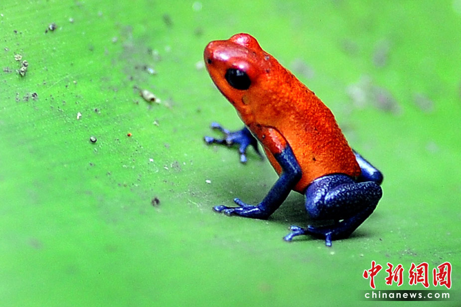 Симпатичные животные в тропических лесах Коста-Рики 