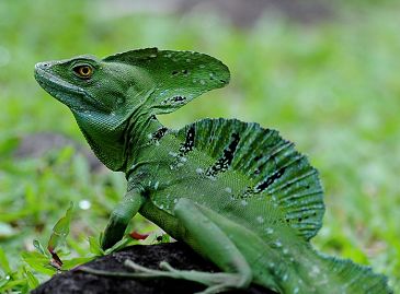 Симпатичные животные в тропических лесах Коста-Рики