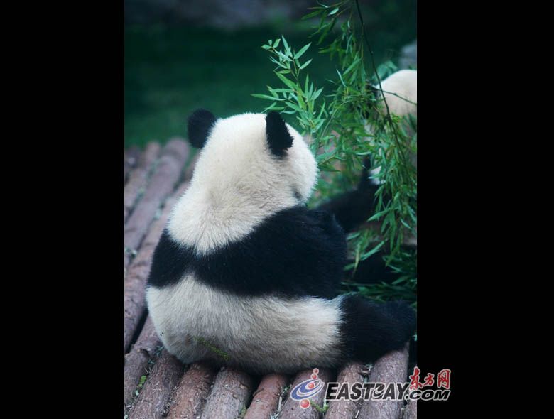 Счастливая жизнь ЭКСПО-панд в Шанхае