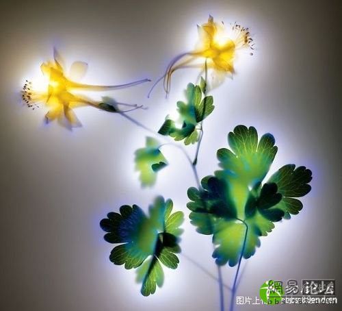 Удивительно красивые фотографии растений, сделанные с использованием электричества 