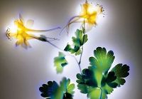 Удивительно красивые фотографии растений, сделанные с использованием электричества