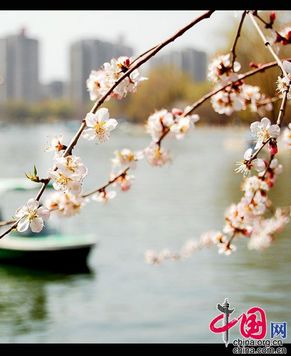 Весенние пейзажи в парке Юйюаньтань Пекина