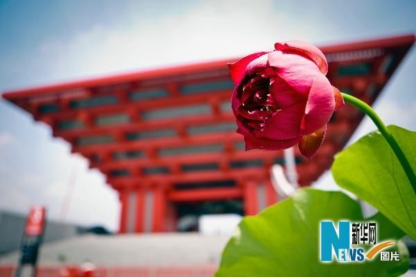 Свежие лотосы украшают национальный павильон Китая 