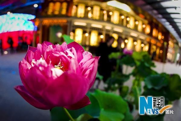 Свежие лотосы украшают национальный павильон Китая 