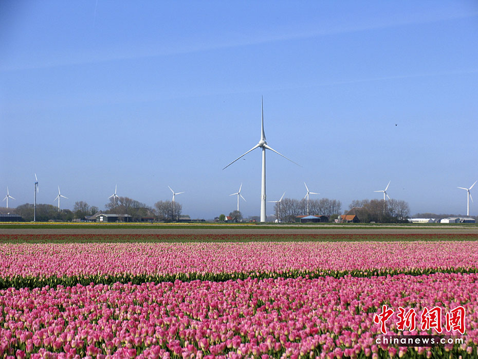 Сказочно красивое море тюльпанов в Голландии
