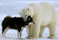 Лайка и белый медведь