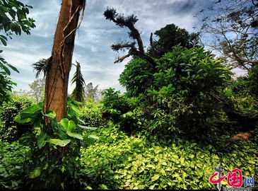 Фотопутешествие по тропическому ботаническому саду Синлун в провинции Хайнань