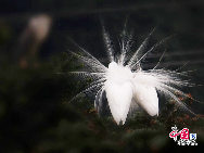 Красивые фотографии малых белых цапель