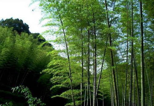 Очаровательные фотографии моря бамбука на юге провинции Сычуань