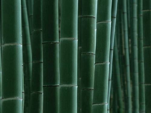 Очаровательные фотографии моря бамбука на юге провинции Сычуань