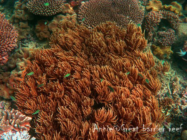 Красивые виды Большого Барьерного рифа в Австралии