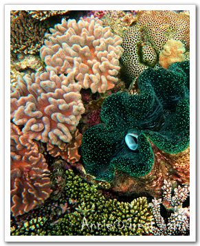 Красивые виды Большого Барьерного рифа в Австралии