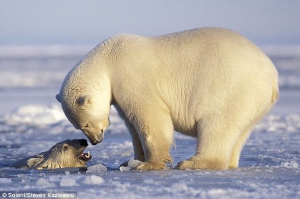 Игры самки и детеныша белого медведя 