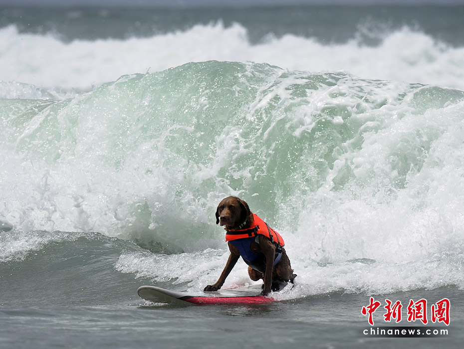 Уникальное соревнование по серфингу среди собак в Калифорнии