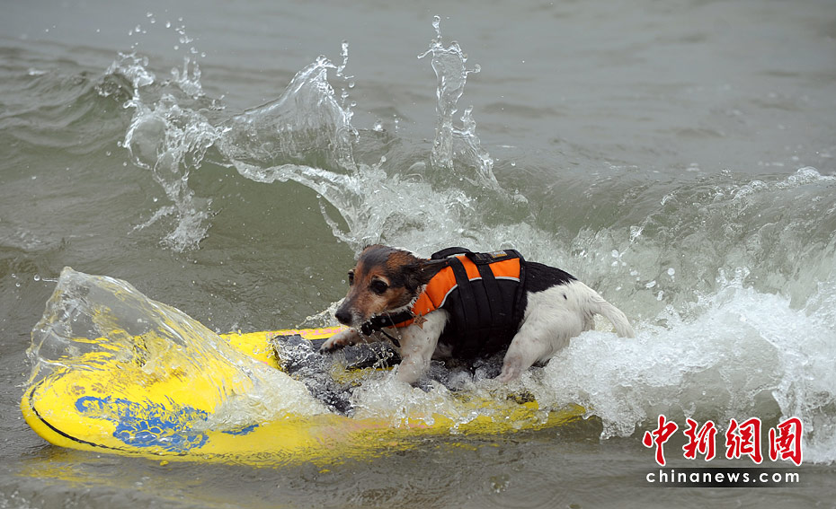 Уникальное соревнование по серфингу среди собак в Калифорнии
