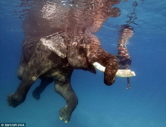 60-летний старый слон и его 58-летний хозяйн развлекаются в воде