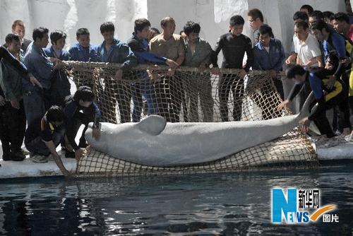 Город Ханчжоу импортировал белых китов из России