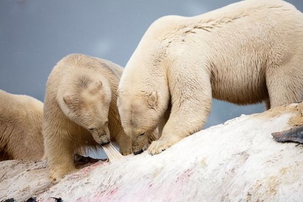 Дикая красота Арктики в объективе фотографа 