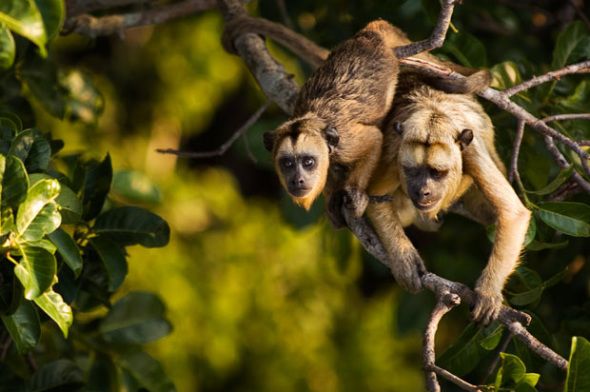 Обезьяна «Alouatta palliata»