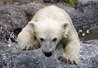 Симпатичные белые медвежата