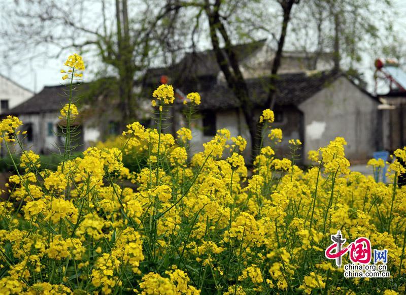 Известная старая волость в пригороде Шанхая - Фэнцзин