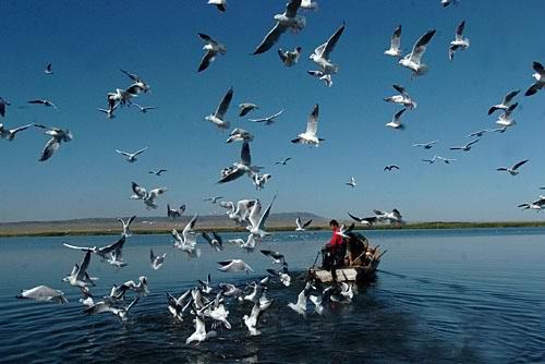 Водно болотные угодья озера ханка