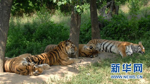 В сианьском зоопарке в результате нападения тигров умер один человек и один ранен