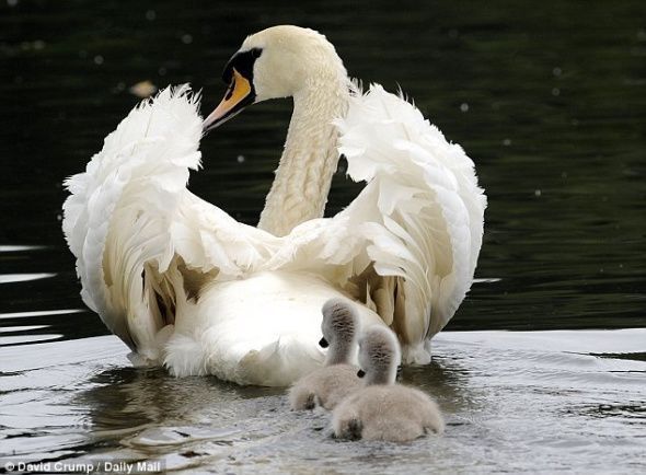 Материнская любовь лебедей в объективе фотографа