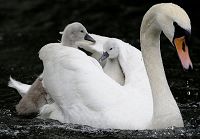Материнская любовь лебедей в объективе фотографа