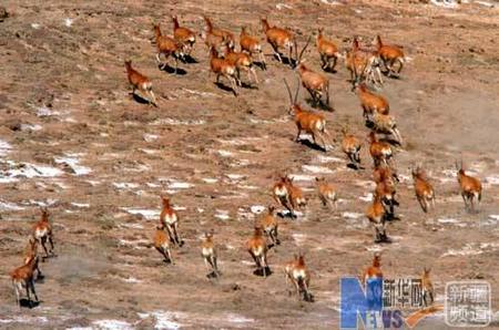 Крупнейший заповедник Китая – горный заповедник Алтынтаг в Синьцзян-Уйгурском автономном районе