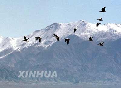 Крупнейший заповедник Китая – горный заповедник Алтынтаг в Синьцзян-Уйгурском автономном районе