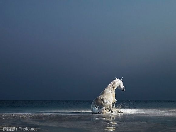 Снимки животных английского фотографа Тима Флэча